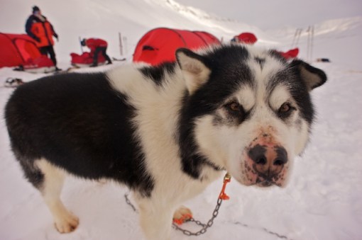 The biggest dog EVER